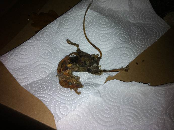 Beschreibung: F:\Users\meinhoka\Pictures\2011-11-02\IMG_2031.JPG